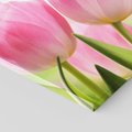 Obraz na płótnie - tulipany, kwiaty, różowe