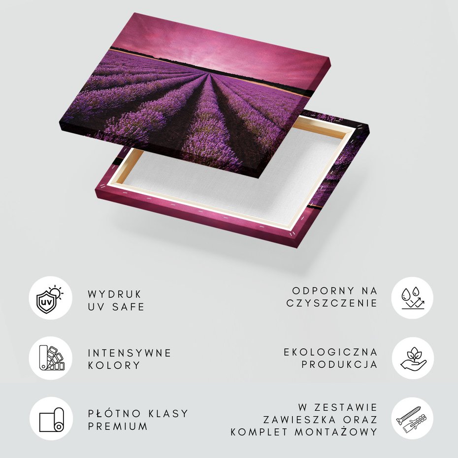 Obraz na płótnie - lawenda, pole, fioletowy