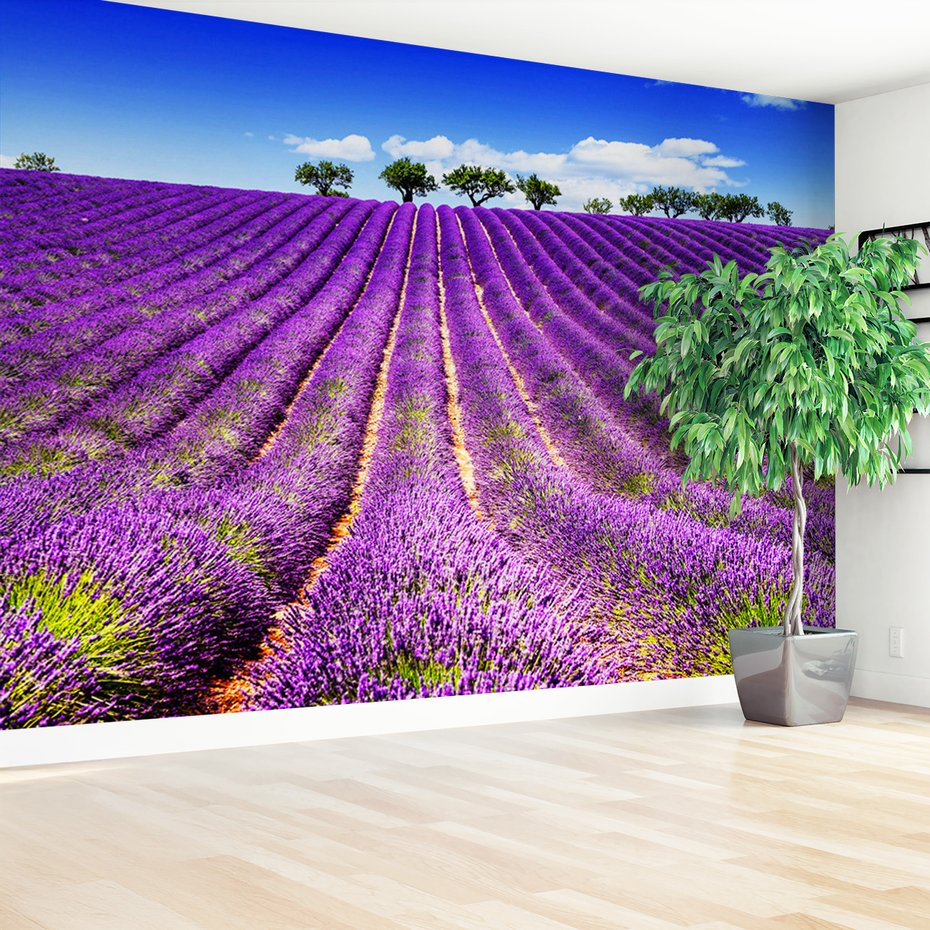 Fototapeta - lawenda, pole, lato