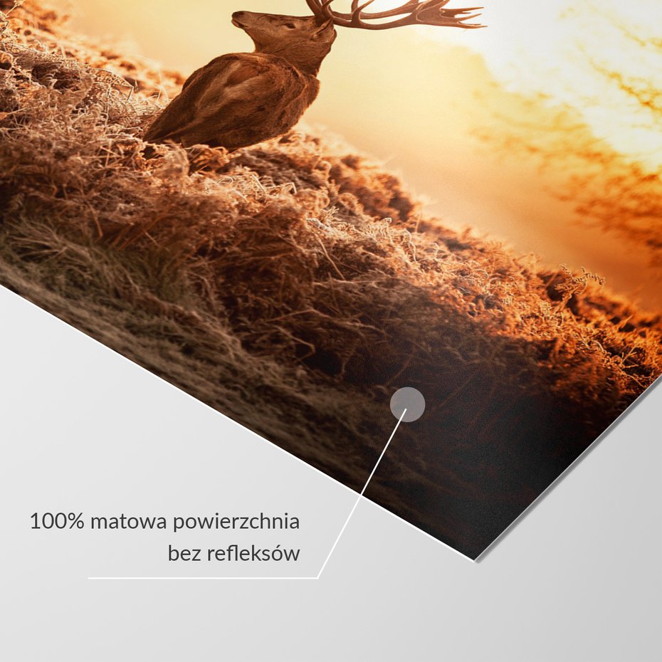 Fototapeta - jeleń, natura, krajobraz