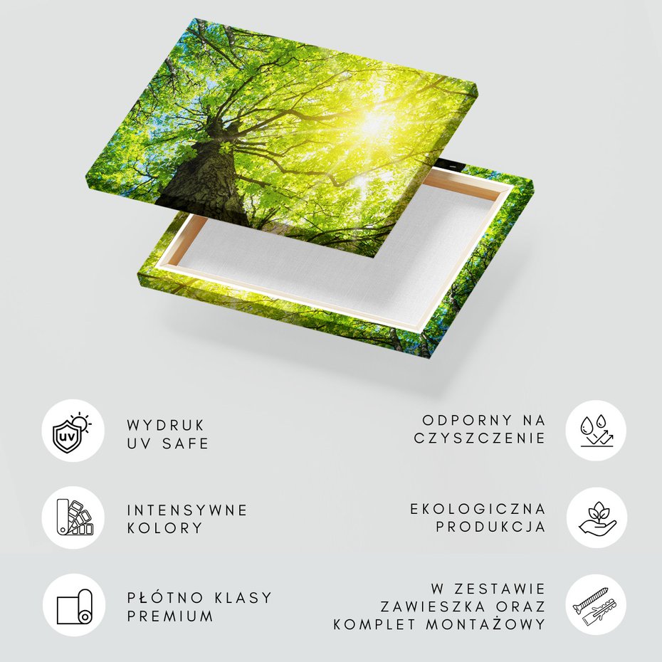 Obraz na płótnie - las, drzewa, słońce