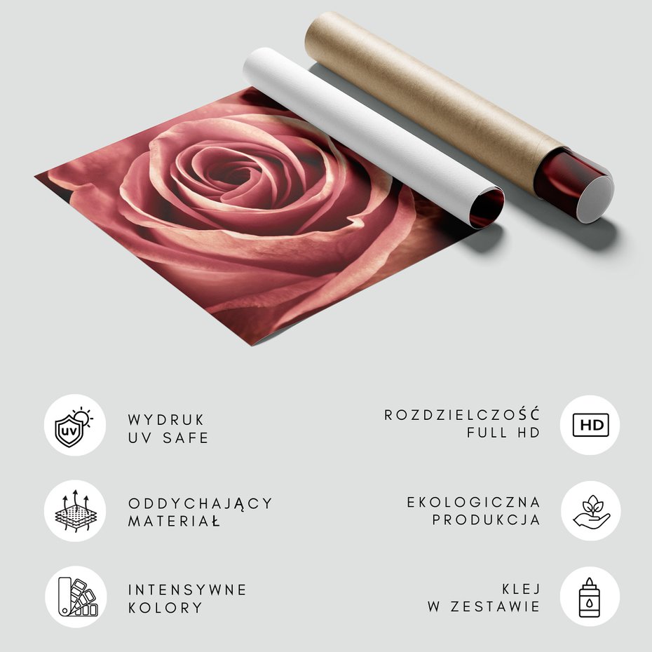 Fototapeta - róża, kwiat, płatki