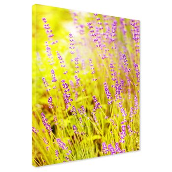 Obraz na płótnie - lawenda, kwiaty, natura