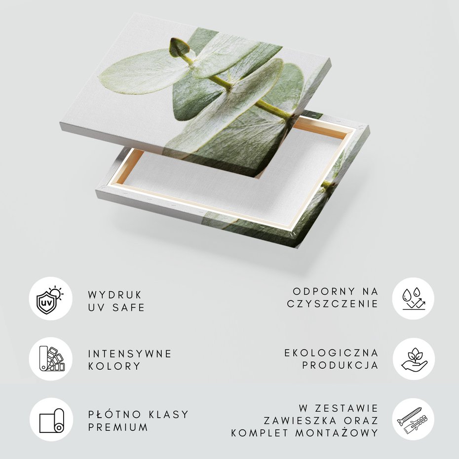 Obraz na płótnie - eukaliptus, liście, gałązka