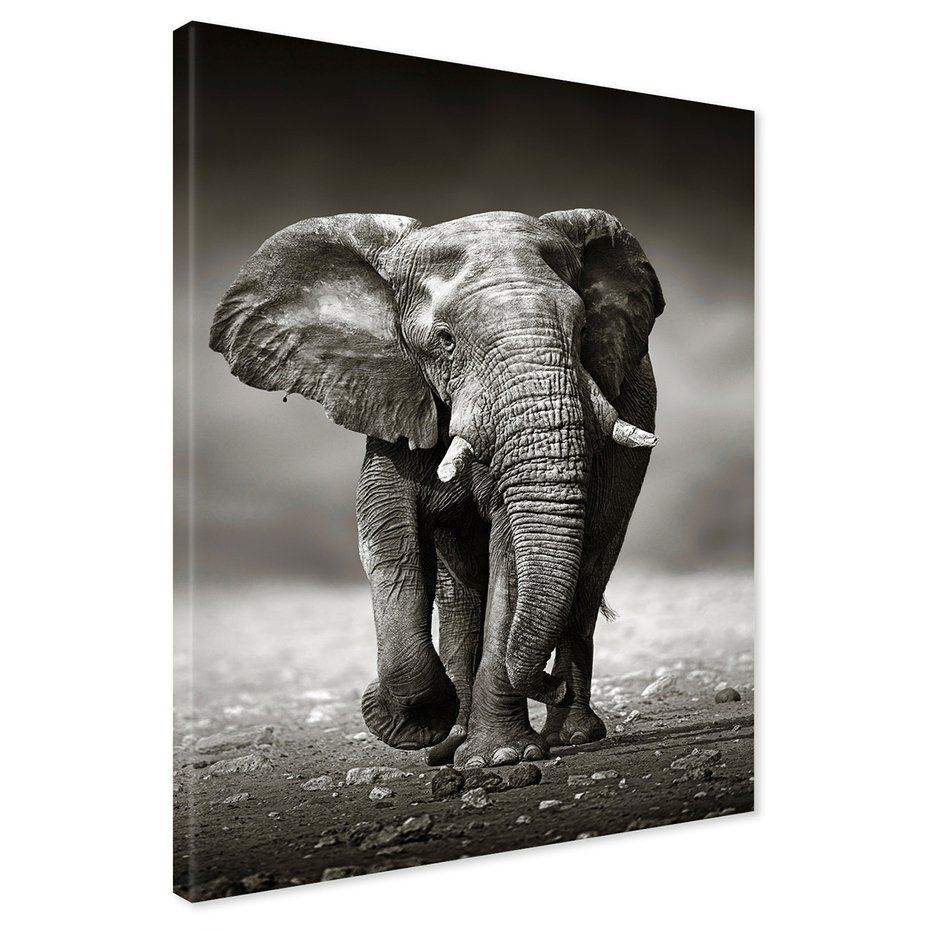 Obraz na płótnie - słoń, afrykański, ssak