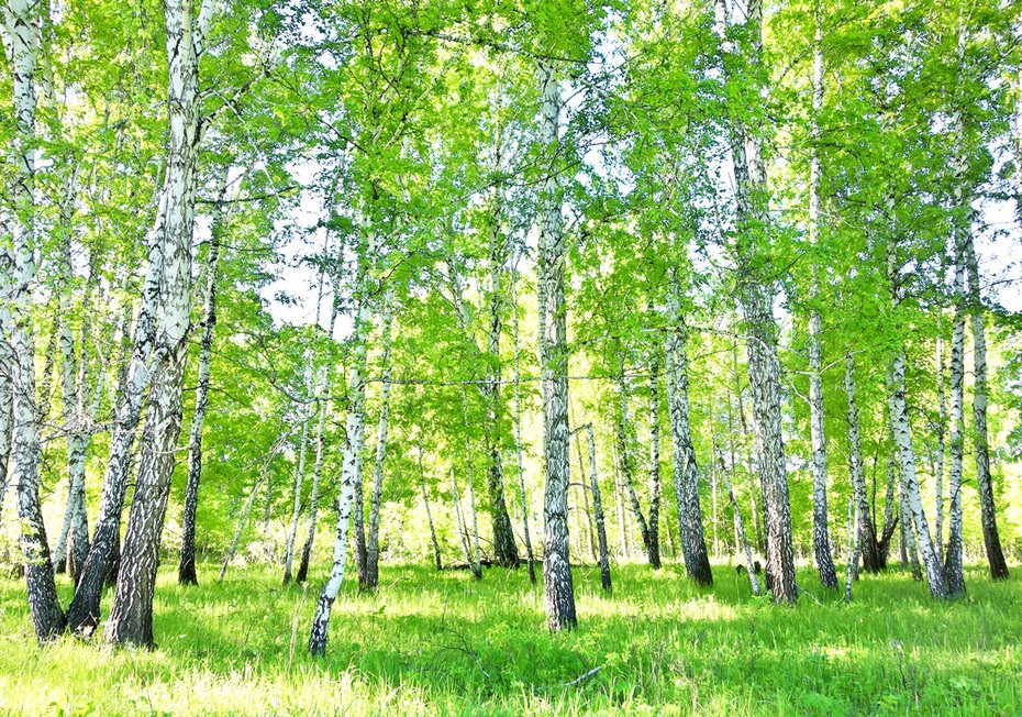 Fototapeta - las, brzozy, natura