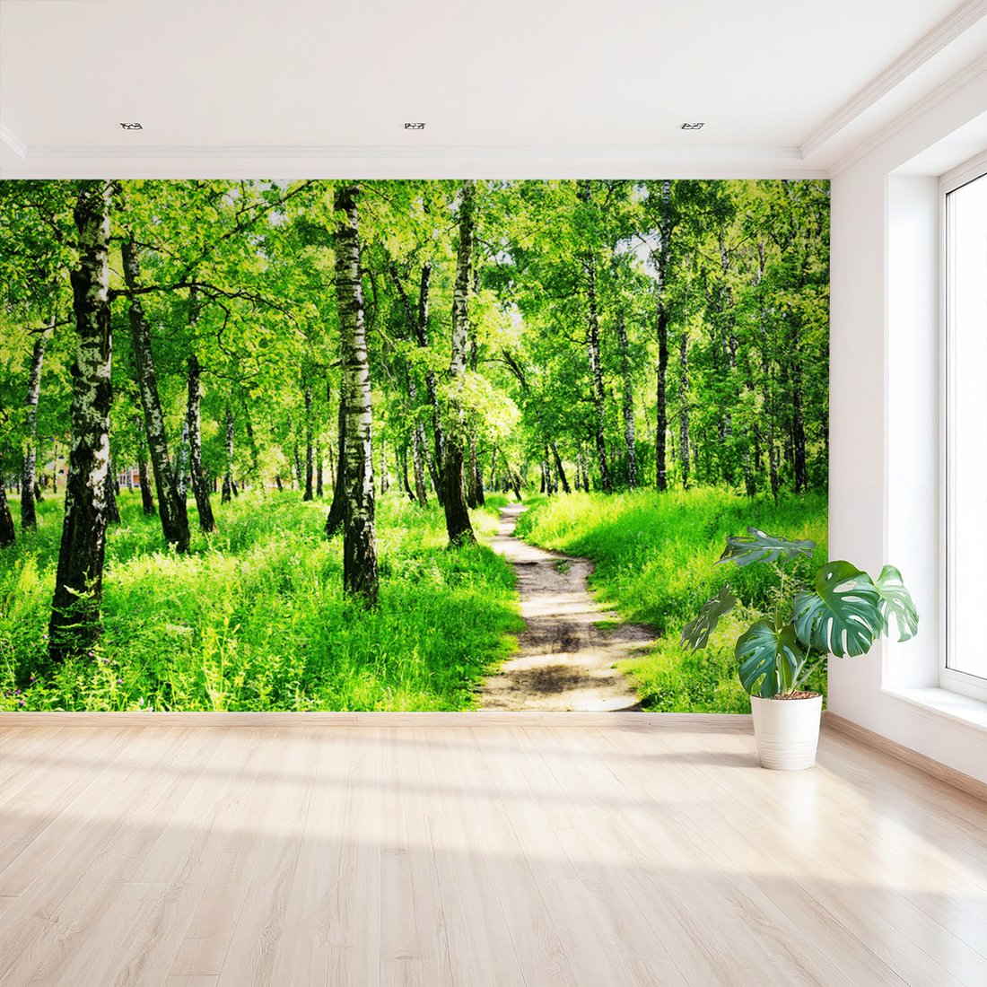 Fototapeta - las, ścieżka, natura