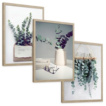 Zestaw obrazy w ramie, plakaty - eukaliptus, liście, gałązki - rama drewno
