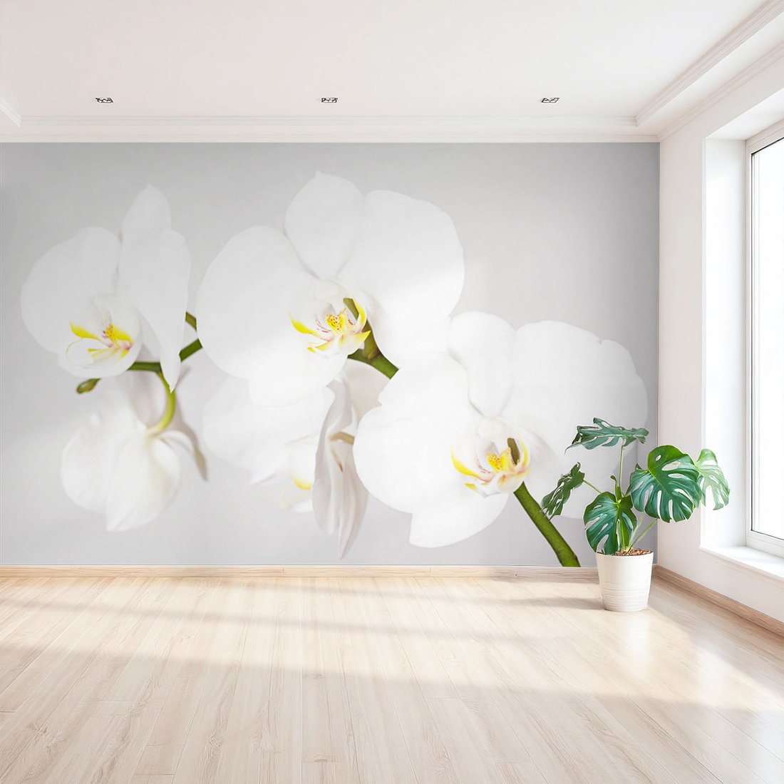 Fototapeta - kwiaty, orchidea, białe,