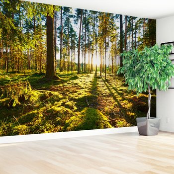 Fototapeta - las, drzewa, światło