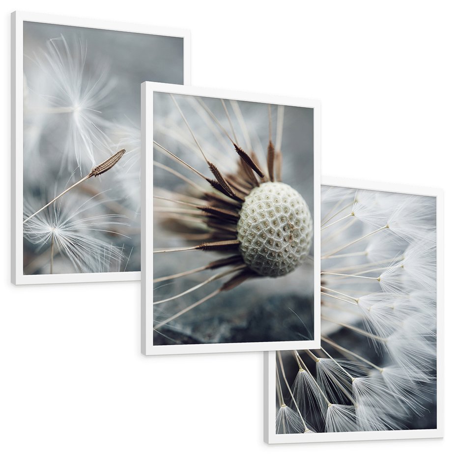 Zestaw obrazy w ramie, plakaty - dmuchawiec, nasiona, natura - rama biała