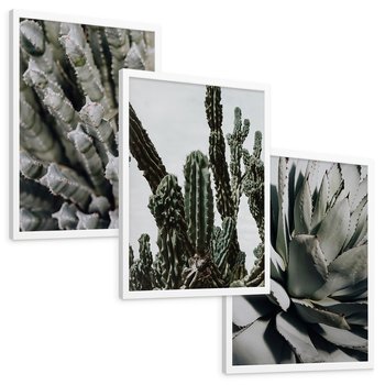 Zestaw obrazy w ramie, plakaty - kaktus, sukulent, roślina - rama biała