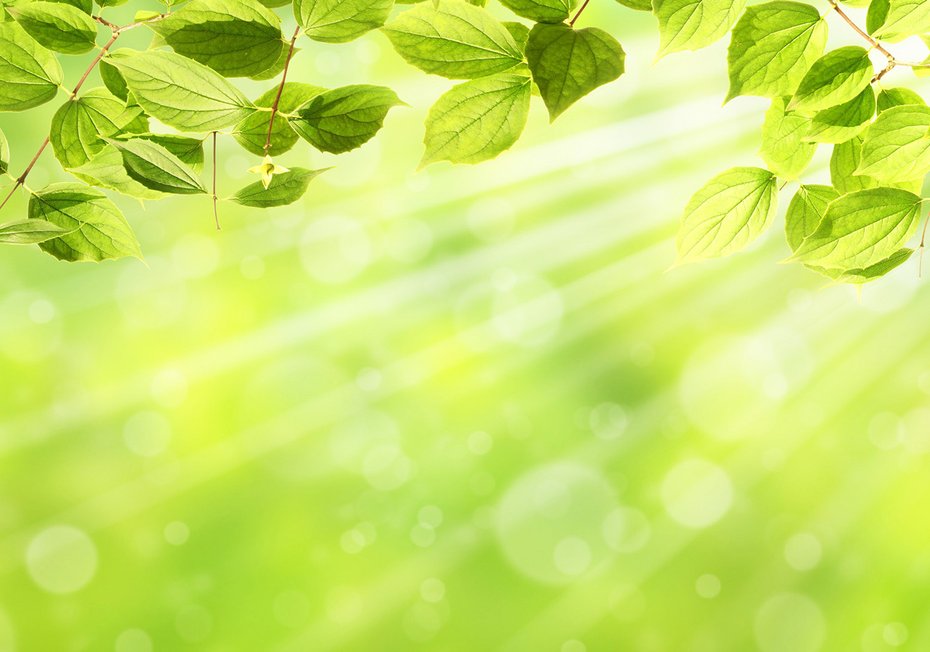 Fototapeta - liście, światło, natura