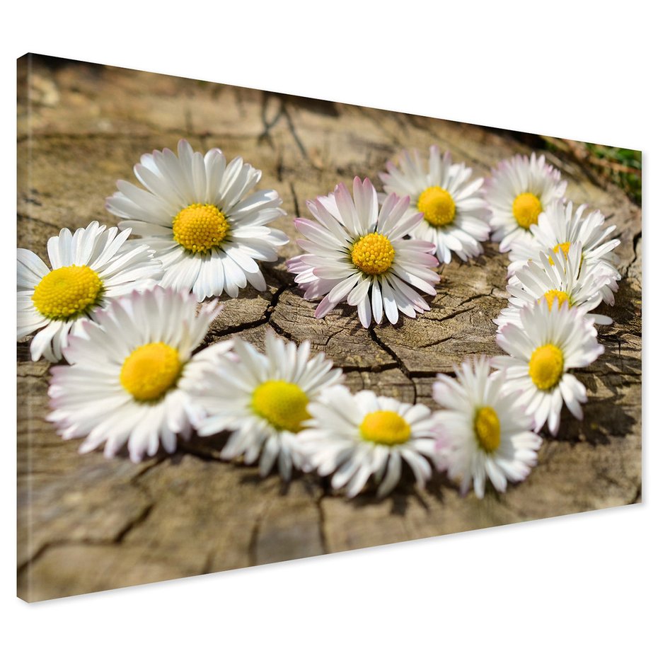 Obraz na płótnie - kwiaty, stokrotki, natura