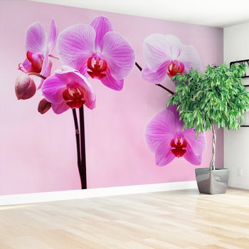 Fototapeta - orchidee, kwiaty, różowy