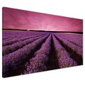 Obraz na płótnie - lawenda, pole, fioletowy