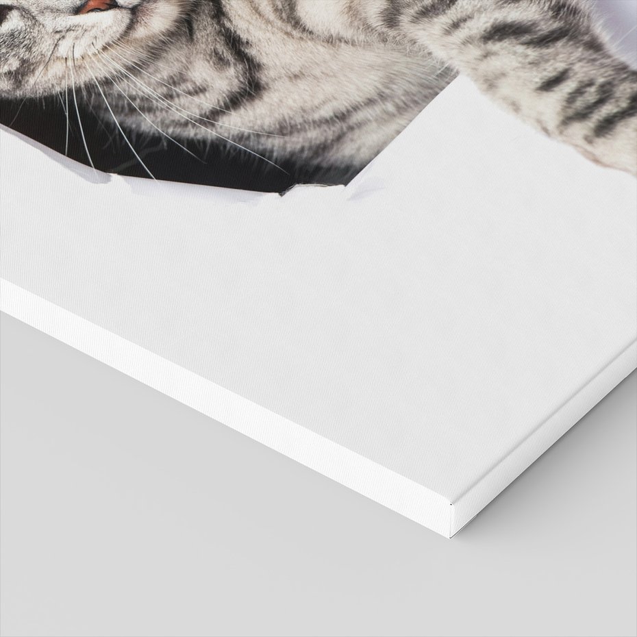 Obraz na płótnie - kot, zwierzę, portret