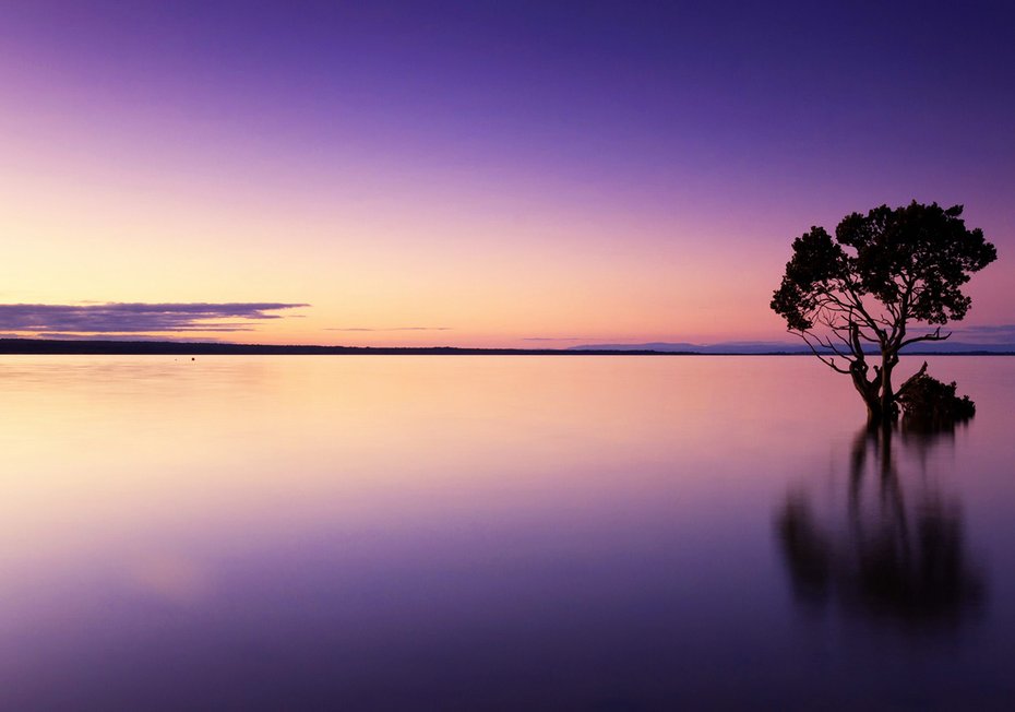 Fototapeta - jezioro, drzewo, zmierzch