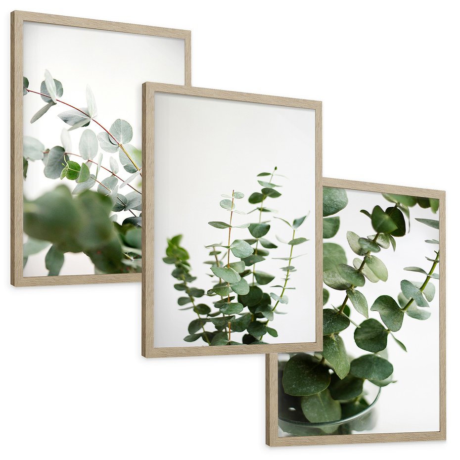 Zestaw obrazy w ramie, plakaty - eukaliptus, liście, roślina - rama drewno