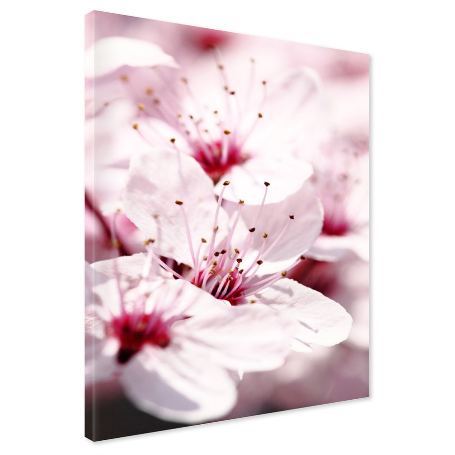 Obraz na płótnie - kwiat, wiosna, delikatność