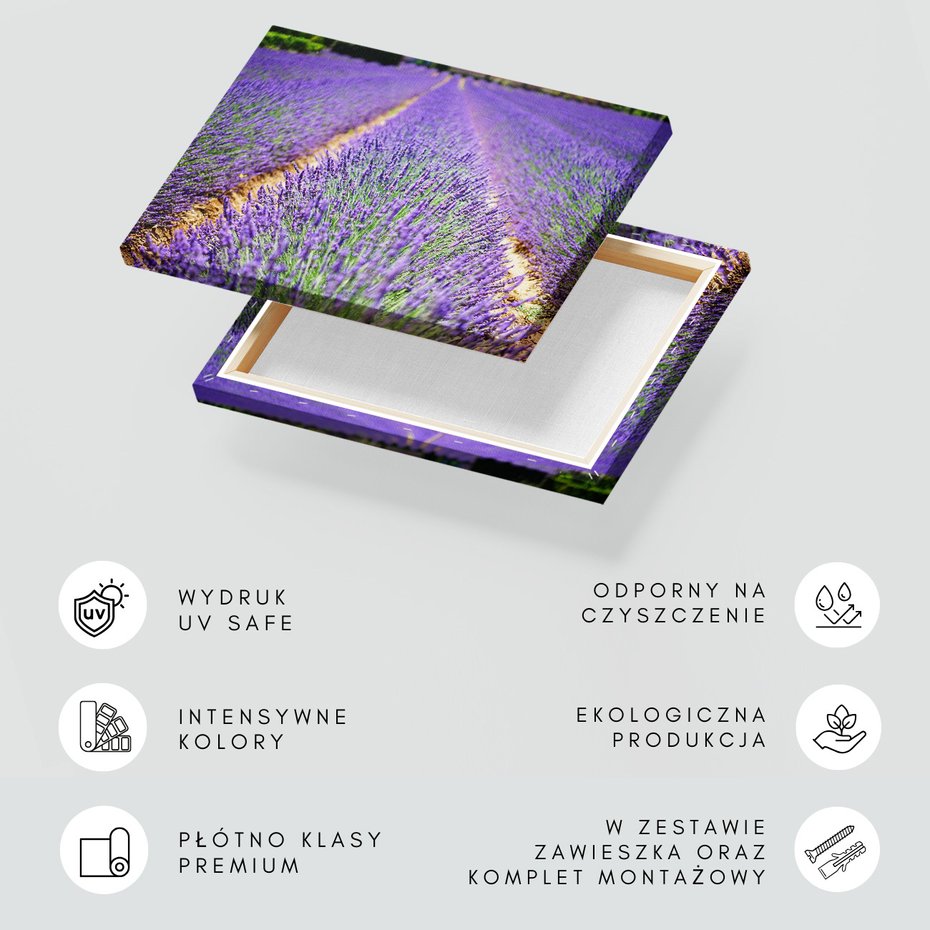 Obraz na płótnie - lawenda, pole, kwiaty