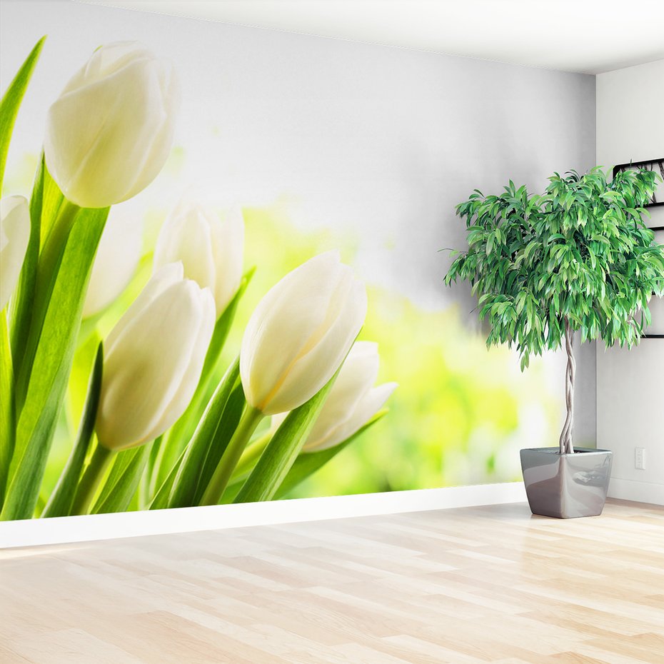 Fototapeta - tulipany, białe, kwiaty