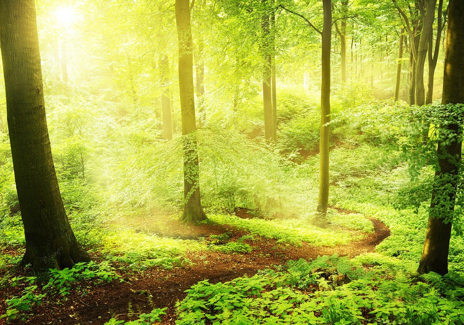 Fototapeta - las, drzewa, natura