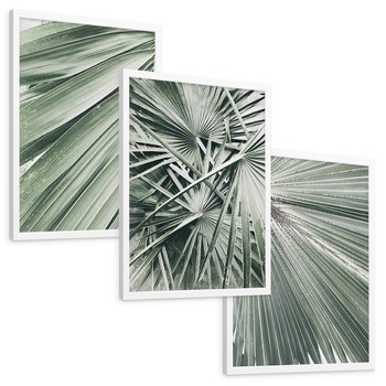 Zestaw obrazy w ramie, plakaty - liście palmowe, rośliny, natura - rama biała