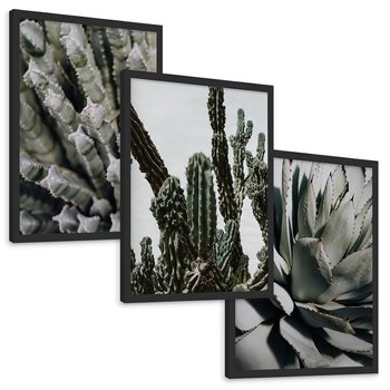 Zestaw obrazy w ramie, plakaty - kaktus, sukulent, roślina - rama czarna