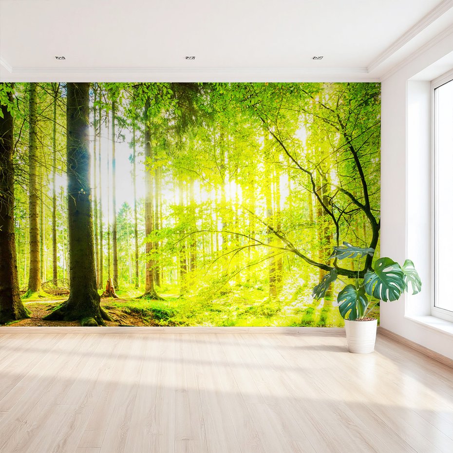 Fototapeta - las, drzewa, natura