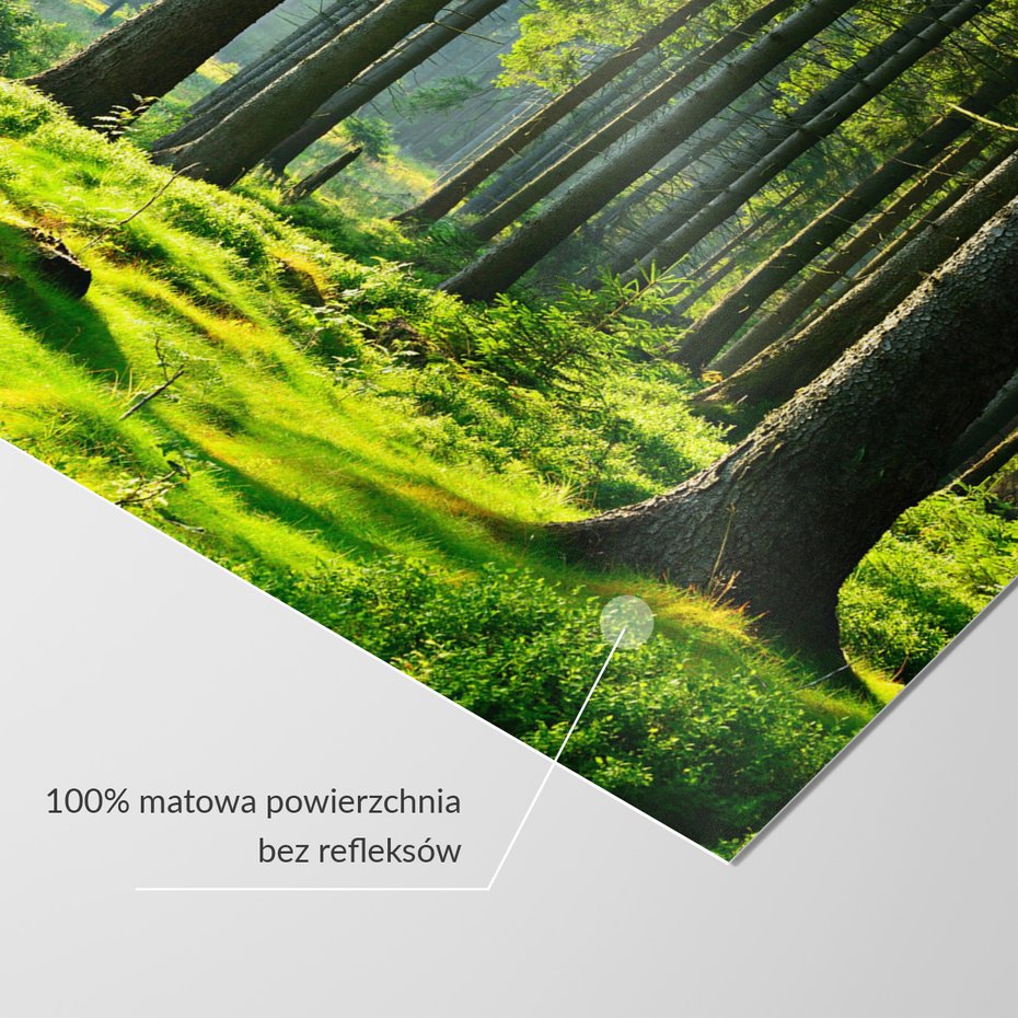 Fototapeta - las, drzewa, natura