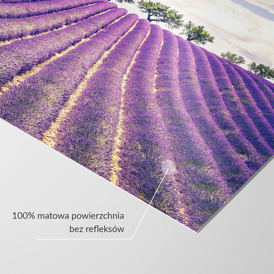 Fototapeta - lawenda, pole, drzewa