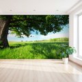 Fototapeta - drzewo, łąka, zielony