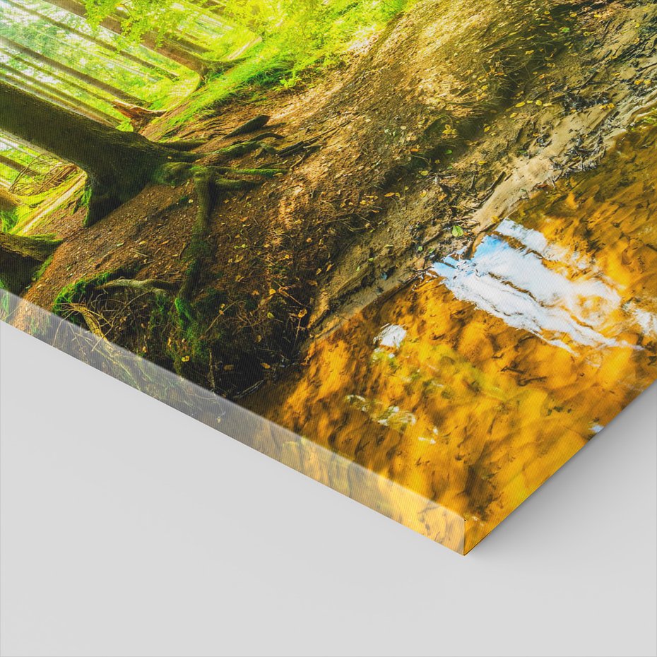 Obraz na płótnie - las, drzewa, przyroda