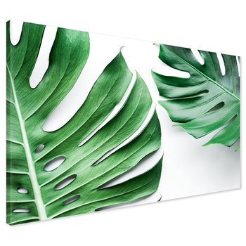Obraz na płótnie - monstera, liście, roślina