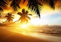 Fototapeta - plaża, palmy, zachód słońca
