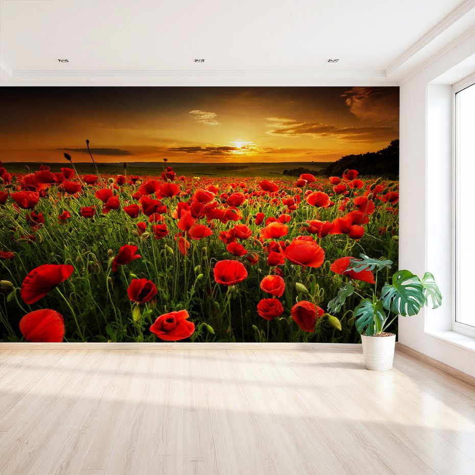 Fototapeta - maki, pole, zachód słońca