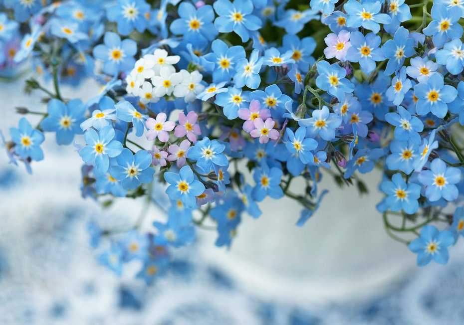 Fototapeta - kwiaty, niezapominajki, wiosna