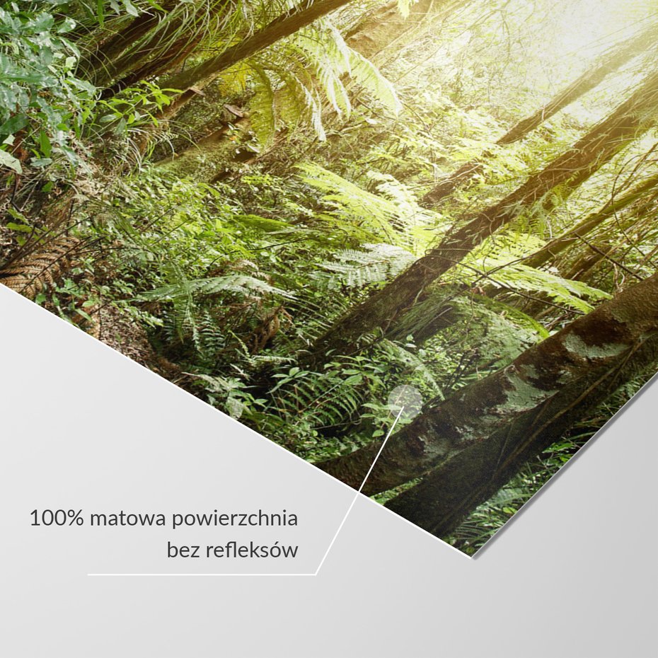 Fototapeta - las, drzewa, natura