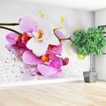 Fototapeta - kwiaty, orchidee, krople