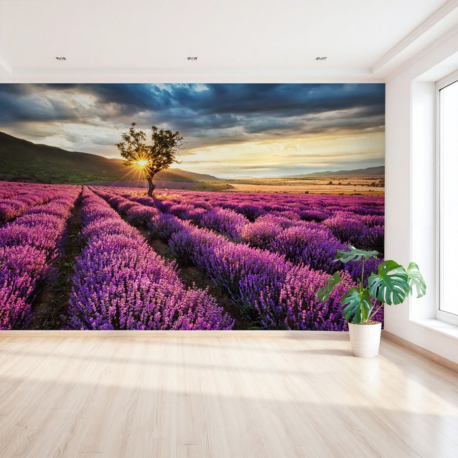 Fototapeta - lawenda, pole, krajobraz
