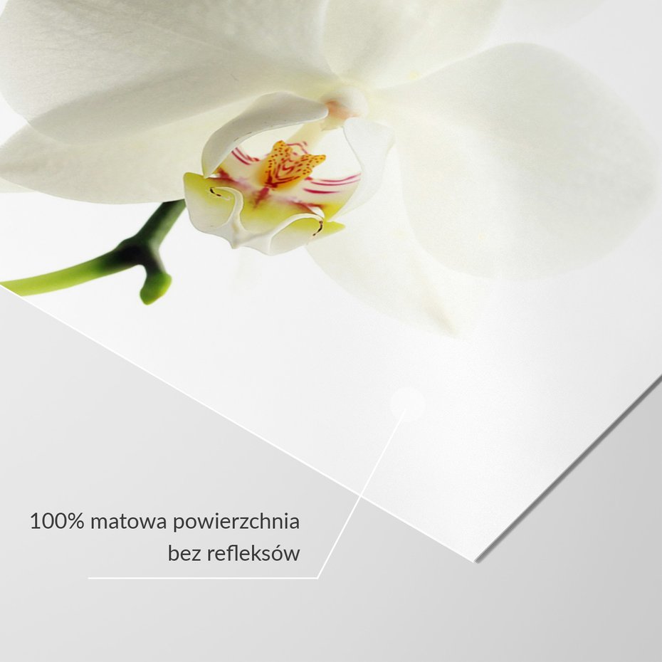 Fototapeta - orchidea, kwiat, biały