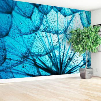 Fototapeta - dandelion, nasiona, krople