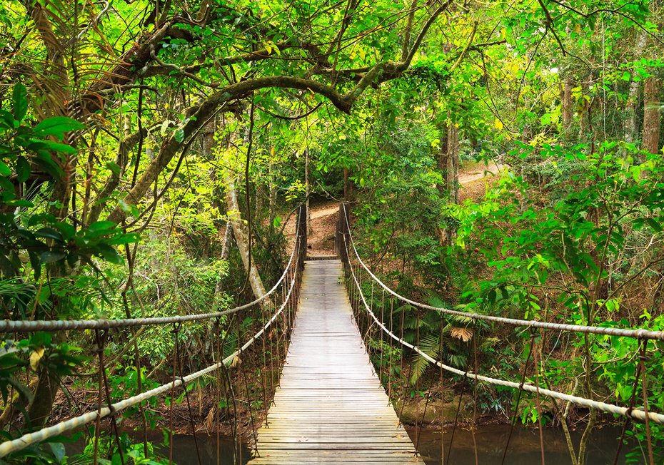 Fototapeta - las, most, natura