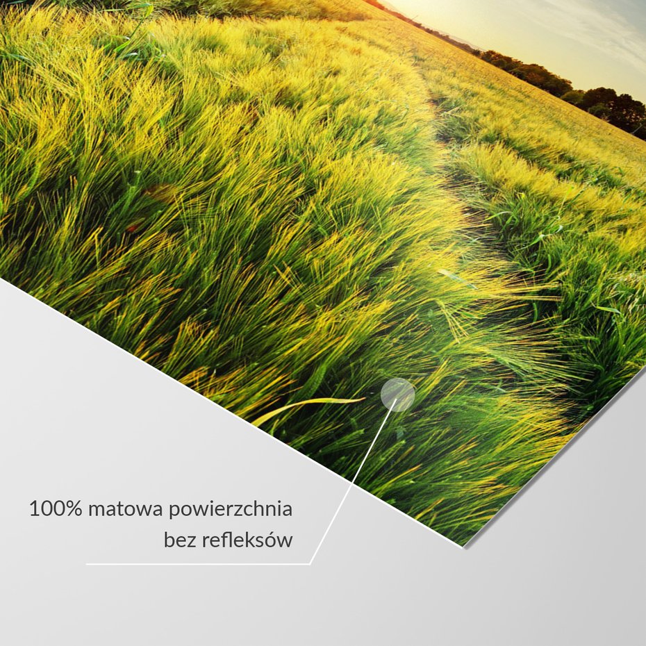 Fototapeta - pole, trawa, słońce