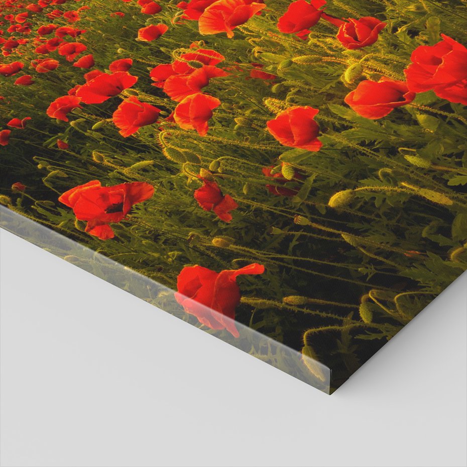 Obraz na płótnie - maki, pole, zachód słońca