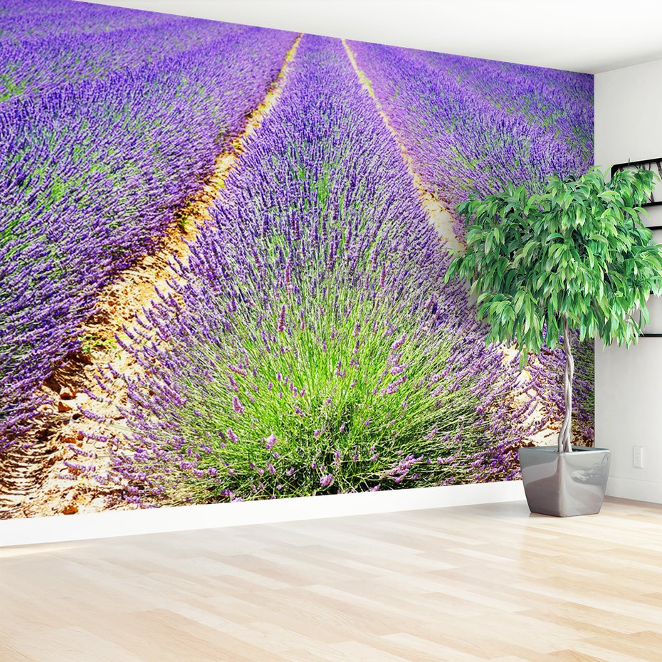 Fototapeta - lawenda, pole, fioletowy