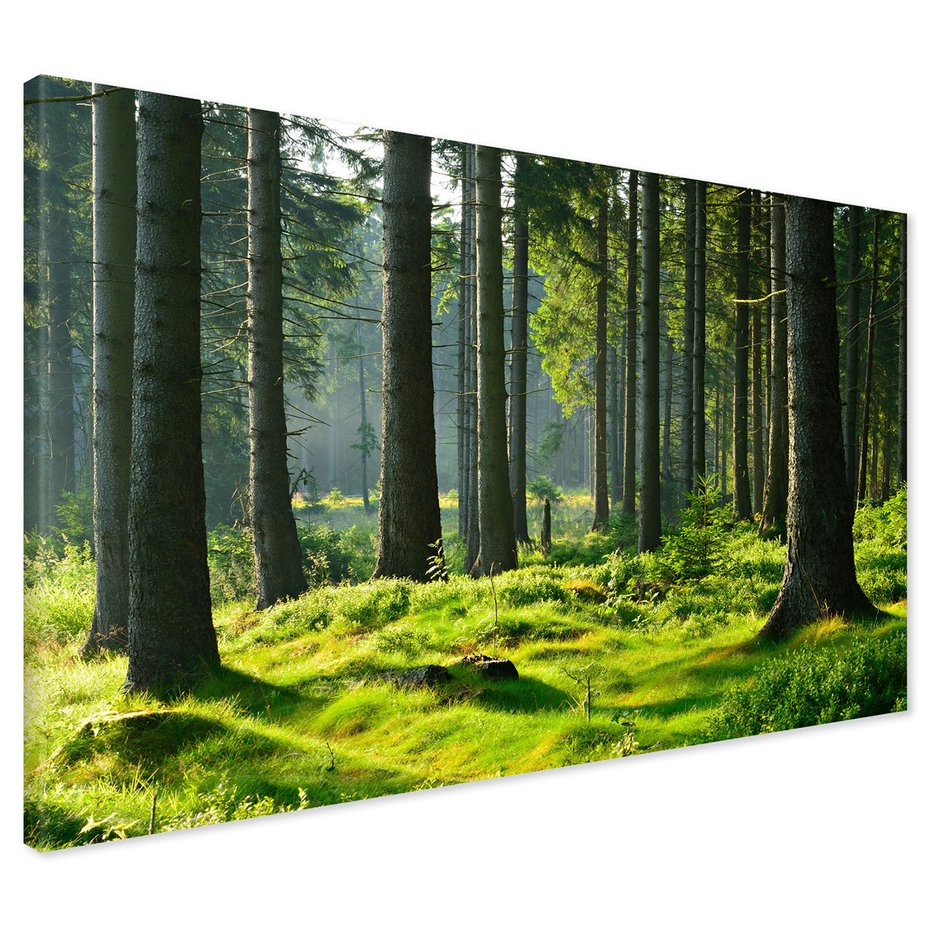 Obraz na płótnie - las, drzewa, natura