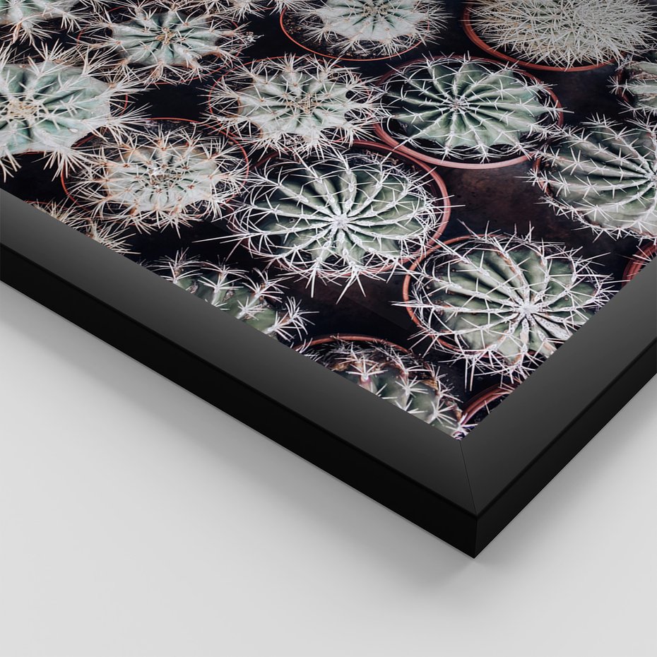 Zestaw obrazy w ramie, plakaty - kaktusy, rośliny, kolce - rama czarna
