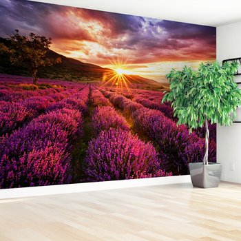 Fototapeta - lawenda, pole, zachód słońca